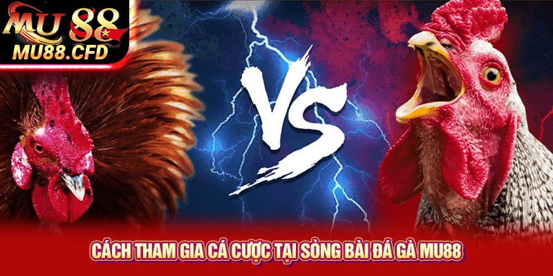 Cách Tham Gia Cá Cược Tại Sòng Bài Đá Gà Mu88