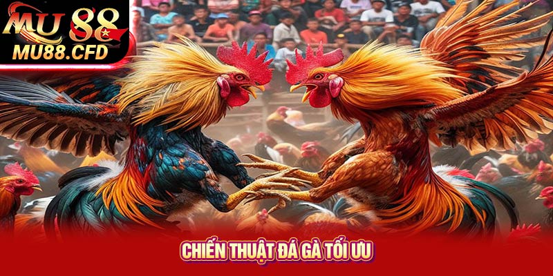 Chiến Thuật Đá Gà Tối Ưu